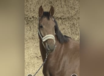 Westfaliano, Castrone, 5 Anni, 165 cm, Sauro ciliegia