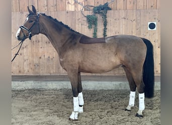 Westfaliano, Castrone, 5 Anni, 166 cm, Baio