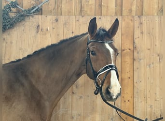 Westfaliano, Castrone, 5 Anni, 166 cm, Baio