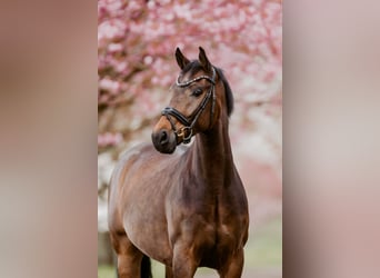 Westfaliano, Castrone, 5 Anni, 166 cm, Baio