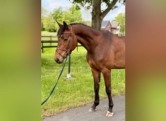 Westfaliano, Castrone, 5 Anni, 166 cm, Baio