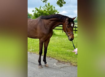 Westfaliano, Castrone, 5 Anni, 166 cm, Baio