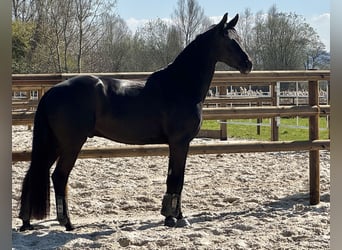 Westfaliano, Castrone, 5 Anni, 166 cm, Morello
