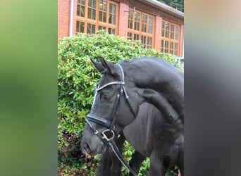 Westfaliano, Castrone, 5 Anni, 166 cm, Morello