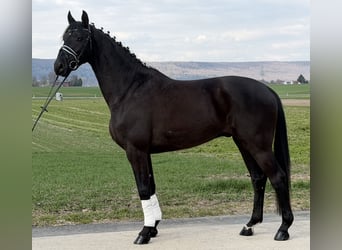 Westfaliano, Castrone, 5 Anni, 166 cm, Morello