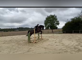 Westfaliano, Castrone, 5 Anni, 167 cm, Baio