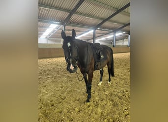 Westfaliano, Castrone, 5 Anni, 167 cm, Baio