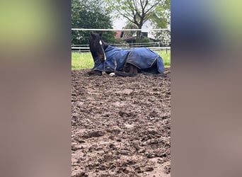 Westfaliano, Castrone, 5 Anni, 167 cm, Baio