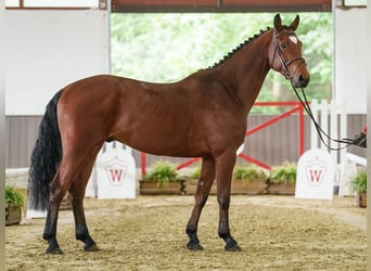 Westfaliano, Castrone, 5 Anni, 167 cm, Baio
