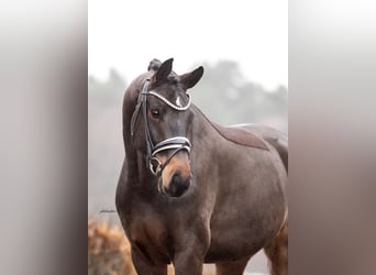 Westfaliano, Castrone, 5 Anni, 167 cm, Baio scuro