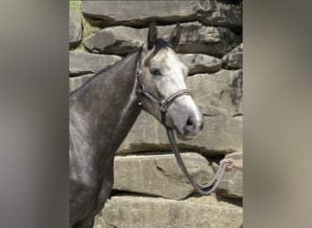 Westfaliano, Castrone, 5 Anni, 167 cm, Grigio