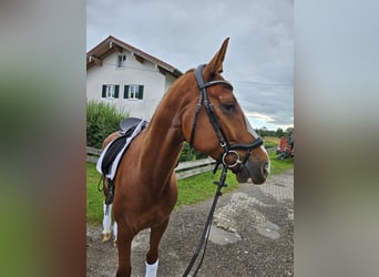 Westfaliano, Castrone, 5 Anni, 167 cm, Sauro