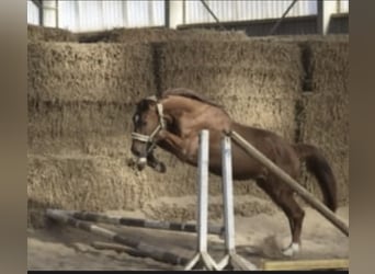 Westfaliano, Castrone, 5 Anni, 167 cm, Sauro