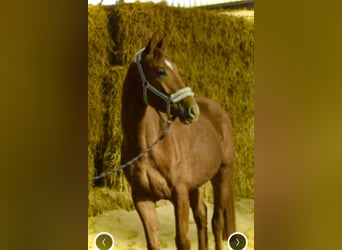 Westfaliano, Castrone, 5 Anni, 167 cm, Sauro
