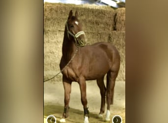 Westfaliano, Castrone, 5 Anni, 167 cm, Sauro