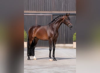 Westfaliano, Castrone, 5 Anni, 168 cm, Baio