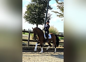 Westfaliano, Castrone, 5 Anni, 168 cm, Baio