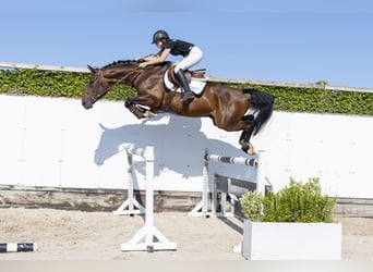 Westfaliano, Castrone, 5 Anni, 168 cm, Baio