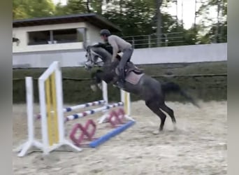 Westfaliano, Castrone, 5 Anni, 168 cm, Grigio