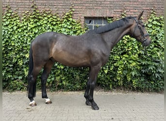 Westfaliano, Castrone, 5 Anni, 169 cm, Baio