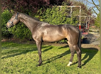 Westfaliano, Castrone, 5 Anni, 169 cm, Baio