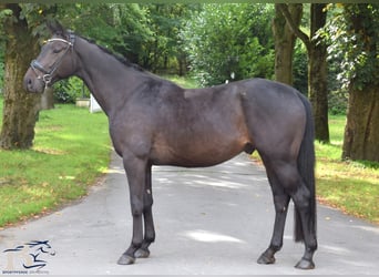 Westfaliano, Castrone, 5 Anni, 169 cm, Baio nero