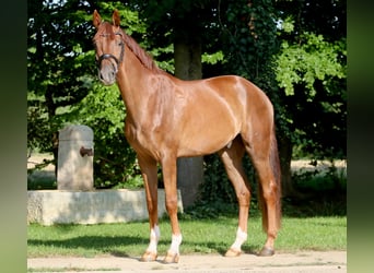 Westfaliano, Castrone, 5 Anni, 169 cm, Sauro