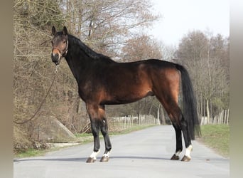 Westfaliano, Castrone, 5 Anni, 170 cm, Baio