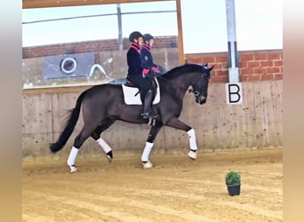 Westfaliano, Castrone, 5 Anni, 170 cm, Baio nero