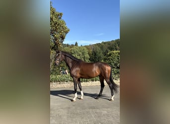 Westfaliano, Castrone, 5 Anni, 170 cm, Baio scuro