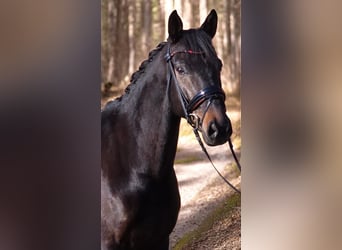 Westfaliano, Castrone, 5 Anni, 170 cm