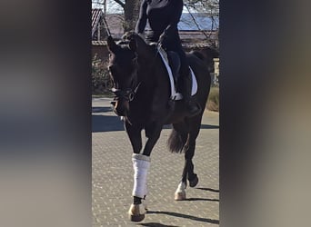 Westfaliano, Castrone, 5 Anni, 170 cm