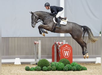 Westfaliano, Castrone, 5 Anni, 170 cm, Grigio