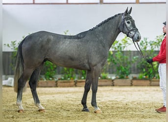 Westfaliano, Castrone, 5 Anni, 170 cm, Grigio