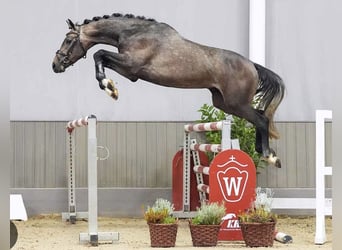 Westfaliano, Castrone, 5 Anni, 170 cm, Grigio rossastro