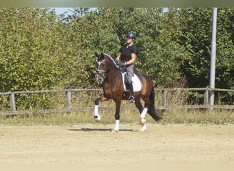Westfaliano, Castrone, 5 Anni, 171 cm, Baio