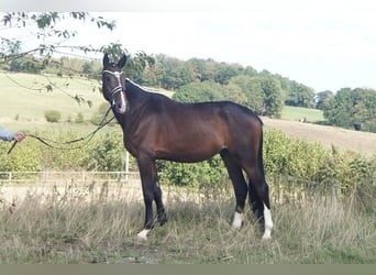 Westfaliano, Castrone, 5 Anni, 171 cm, Baio