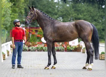 Westfaliano, Castrone, 5 Anni, 171 cm, Baio scuro