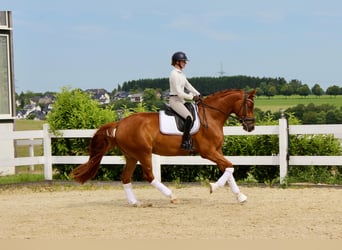 Westfaliano, Castrone, 5 Anni, 171 cm, Sauro