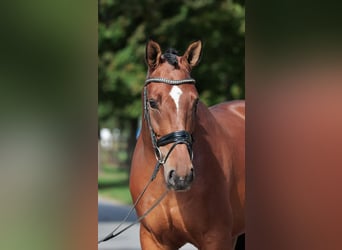 Westfaliano, Castrone, 5 Anni, 172 cm, Baio