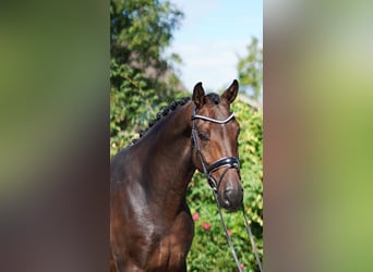 Westfaliano, Castrone, 5 Anni, 172 cm, Baio nero