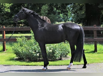 Westfaliano, Castrone, 5 Anni, 172 cm, Morello