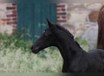 Westfaliano, Castrone, 5 Anni, 172 cm, Morello