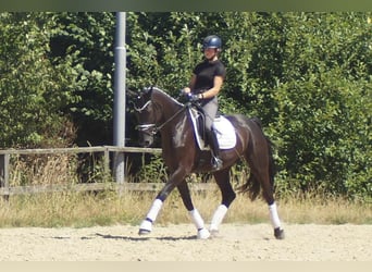 Westfaliano, Castrone, 5 Anni, 172 cm, Morello