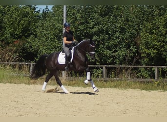 Westfaliano, Castrone, 5 Anni, 172 cm, Morello