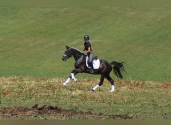 Westfaliano, Castrone, 5 Anni, 172 cm, Morello