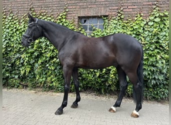 Westfaliano, Castrone, 5 Anni, 172 cm, Morello