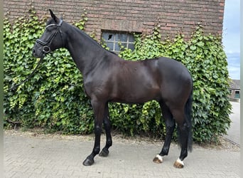 Westfaliano, Castrone, 5 Anni, 172 cm, Morello