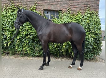 Westfaliano, Castrone, 5 Anni, 172 cm, Morello