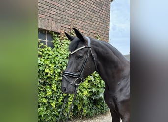 Westfaliano, Castrone, 5 Anni, 172 cm, Morello